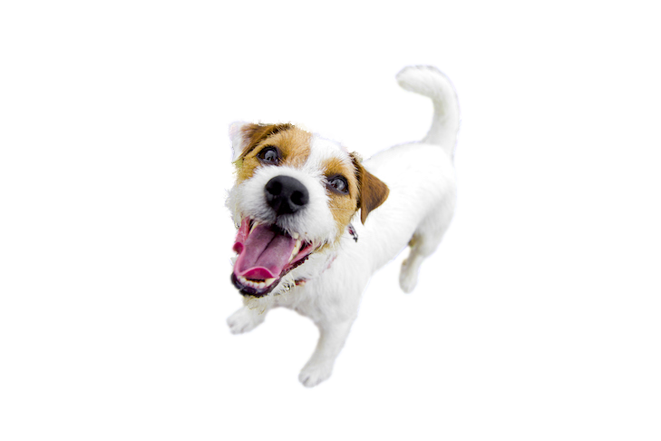 jack-russel.png